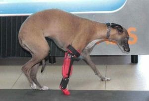 Romina the galgo - 3D printed leg